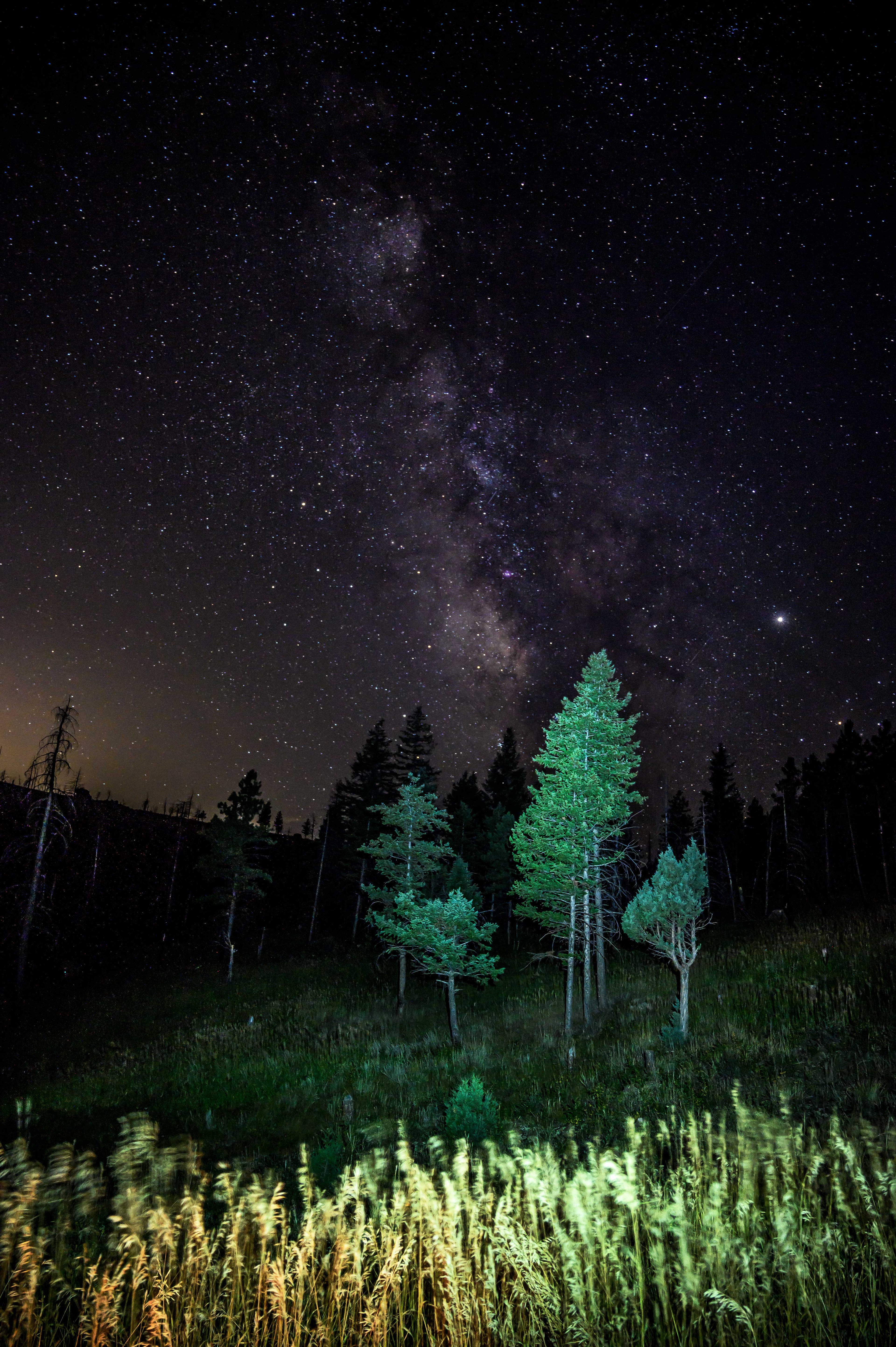 Evergreens at Night