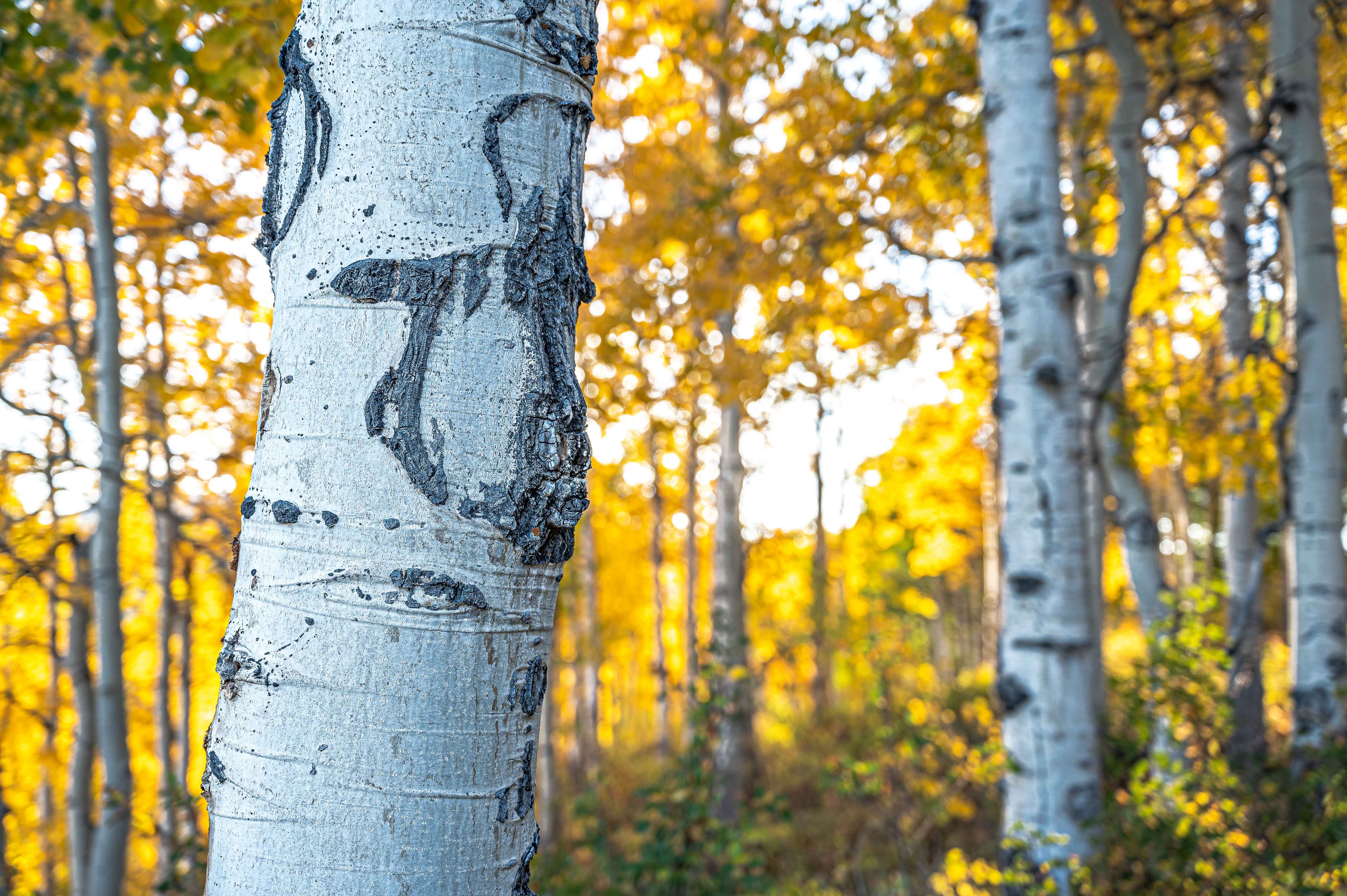 Aspen Trees Up Close