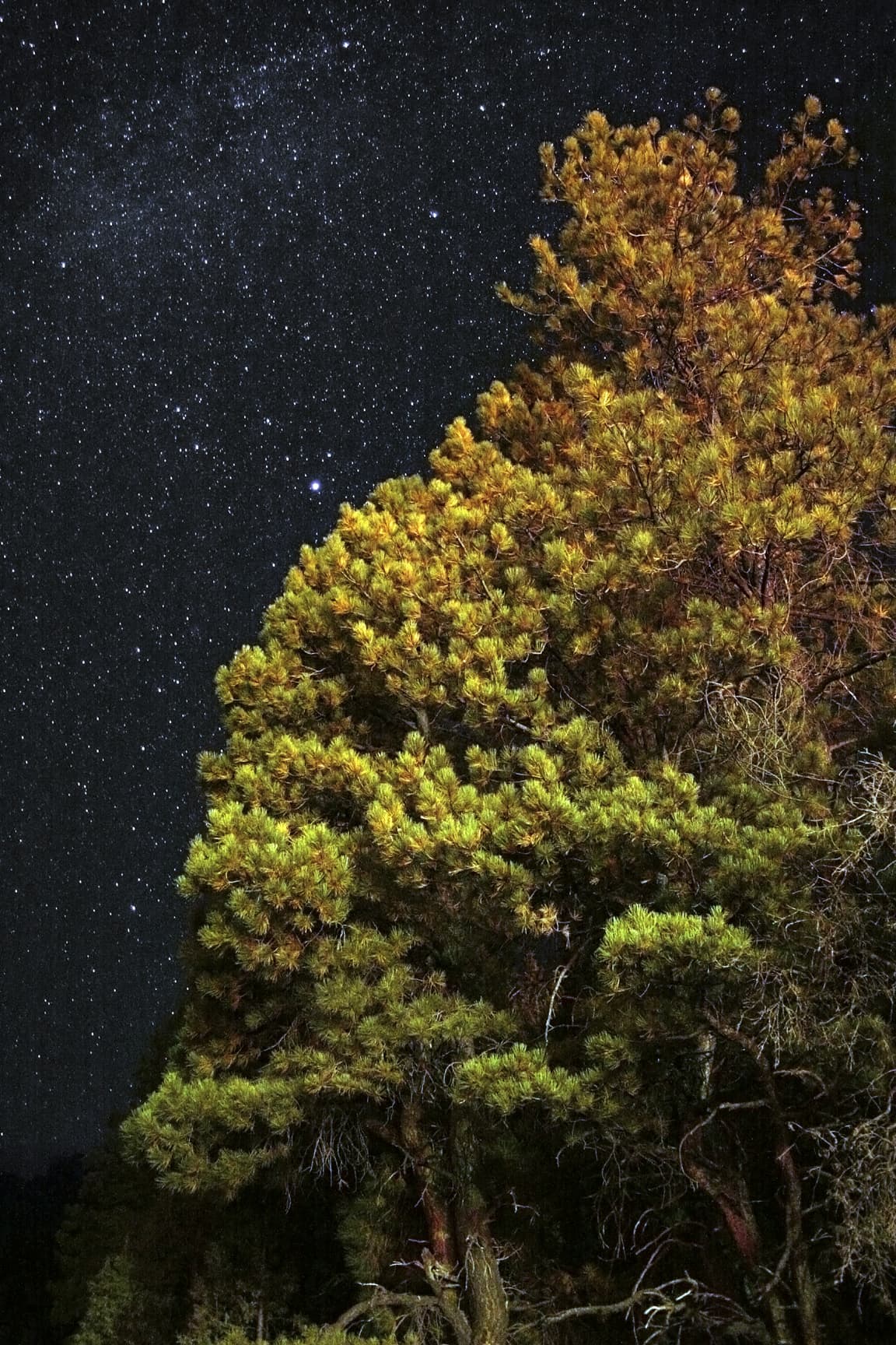 Screaming Indian Tree at Night